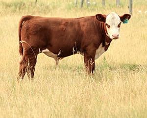Bull calf standing in a field