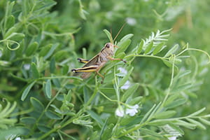 Clear-winged grasshopper in flowering lentils