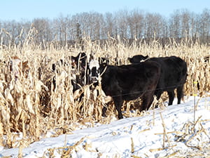 Cows grazing on corn in winter