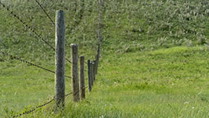 Fence in pasture