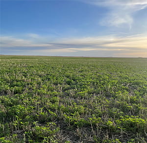 A field of young alfalfa plants