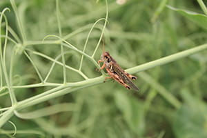 Migratory grasshopper on a pea plant