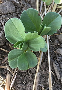 Plant with notches missing from pea leaf weevil