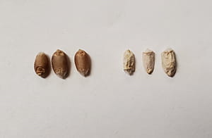 Healthy wheat seeds (left) compared to Fusarium damaged kernels