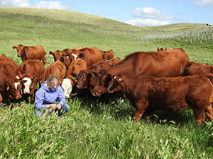 A Ministry of Agriculture specialist checking grass quality