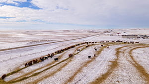 Drone photo of cows in field during winter