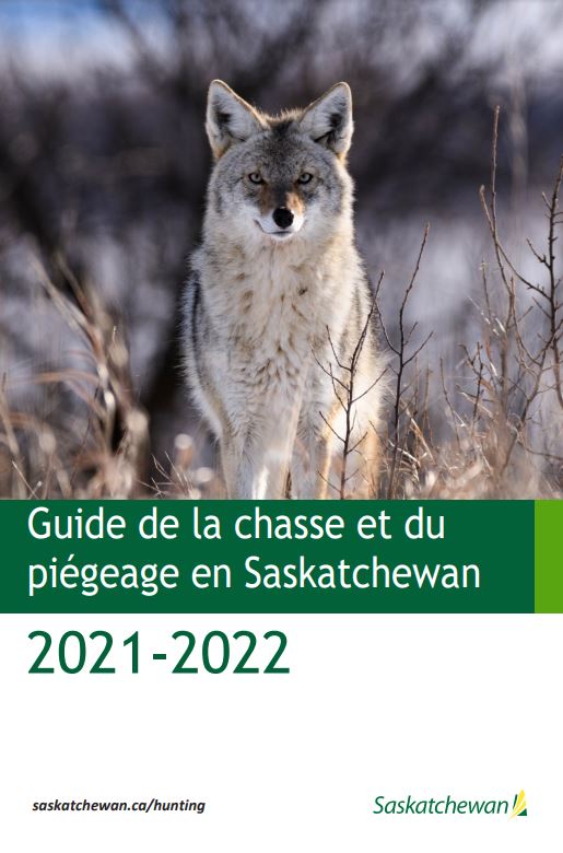Guide de la chasse du piégeage en Saskatchewan 2021-2022 image d'un coyote