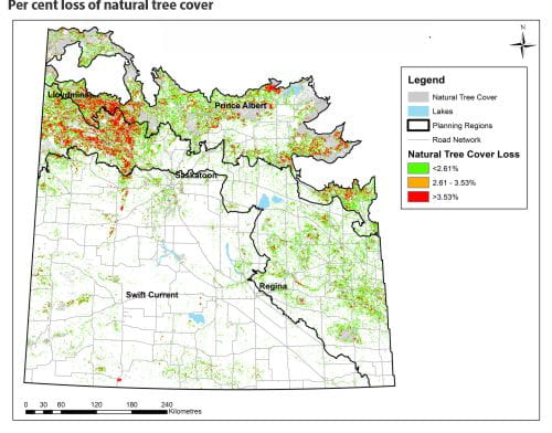 Per cent loss of natural tree cover
