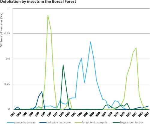 Defoliation by insects in the Boreal Forest