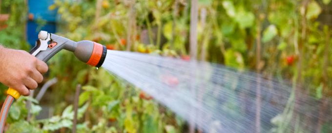 Water hose spraying plants