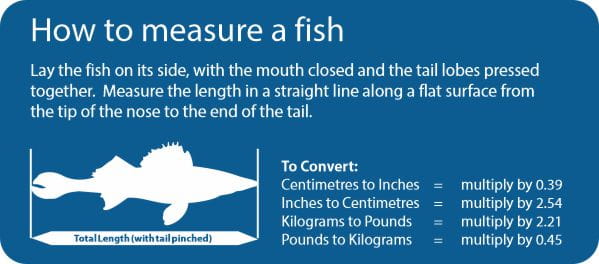How to measure your fish