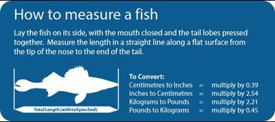 How to measure your fish