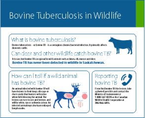 Bovine Tuberculosis in wildlife infographic