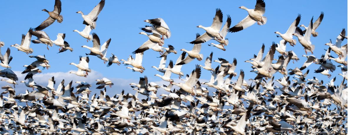 A flock of white geese taking of into blue sky