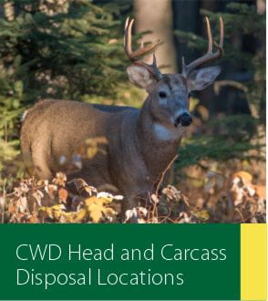 Link to drop off locations for CWD head and carcass with photo of white-tailed deer