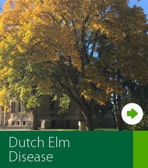 Dutch elm disease infographic