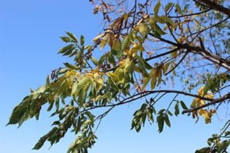 Elm tree showing with Dutch elm disease showing signs of "flagging."
