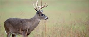 Deer with antlers in a field
