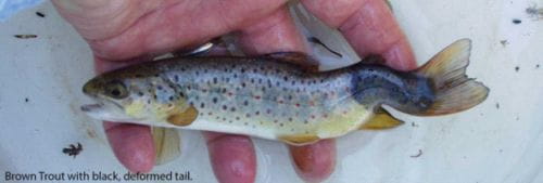 Photo of brown trout with deformed tail