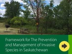 Download the Framework for Invasive Species in Saskatchewan