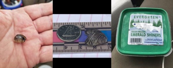 Photos showing Quagga mussels with measurements, found in bait sold in Saskatchewan