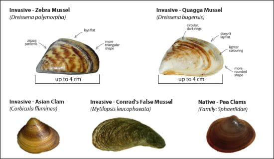 Invasive Zebra Mussel, Invasive Quagga Mussel, Invasive Asian Clam, Invasive Conrad's False Mussel, Native Pea Clams chart showing measurements and visuals