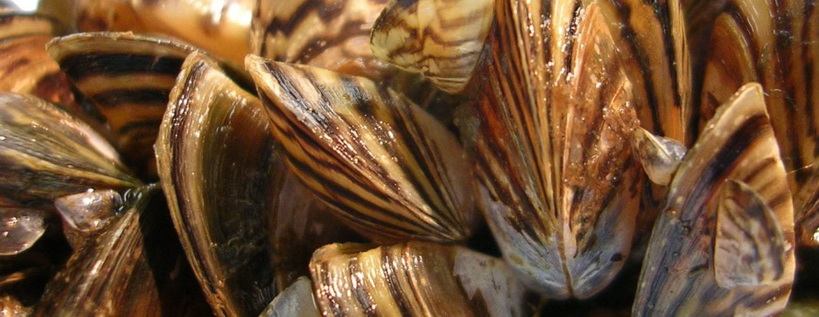 Photo of a cluster of zebra mussels - invasive species in waterbodies