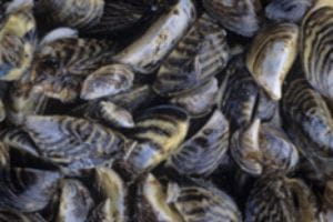 Photo of zebra mussels