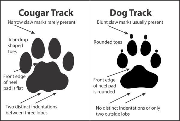 Cougar tracks