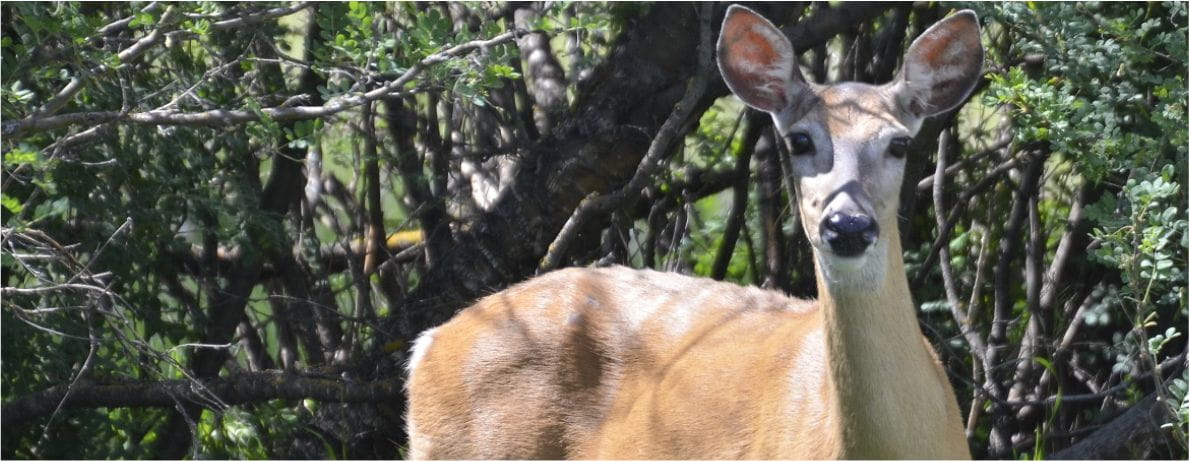 Living with wildlife deer banner