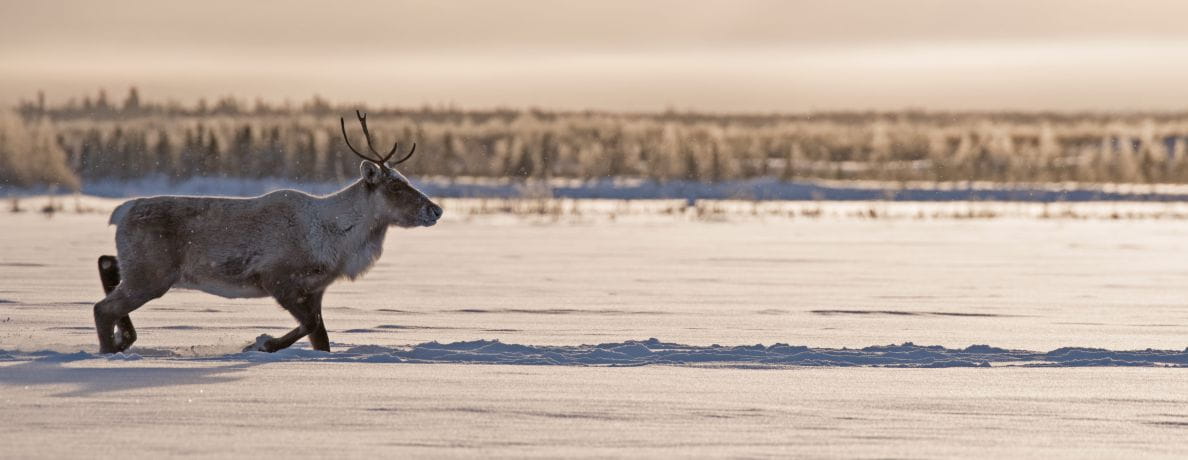 Photo of a woodland caribou walking in snow on the prairie