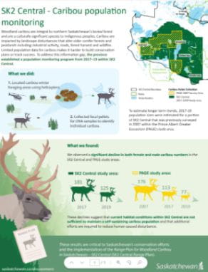 A screen shot of an infographic: SK2 Central - Caribou population monitoring. PDF can be found in the Publication Centre,