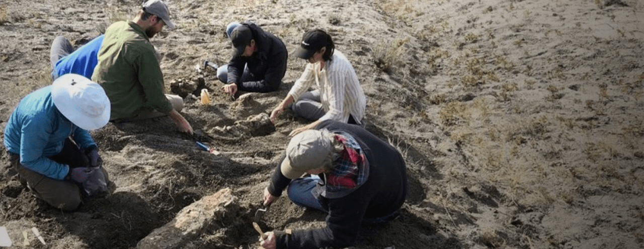 Members of the Paleo team unearthing the fossilized skull of a Prognathodon skull in Grasslands National Park in 2021.