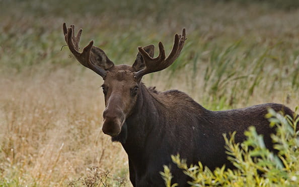 Large moose in a field