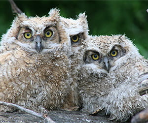 Three Owletts