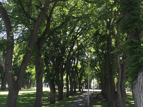 Picture of the trees in Prince Albert's Kinsmen Park 