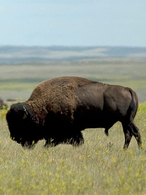 A herd of buffalo eat grass on the Saskatchewan plains underneath a blue sky dotted with clouds. One buffalo stands proudly in the foreground of the shot. 