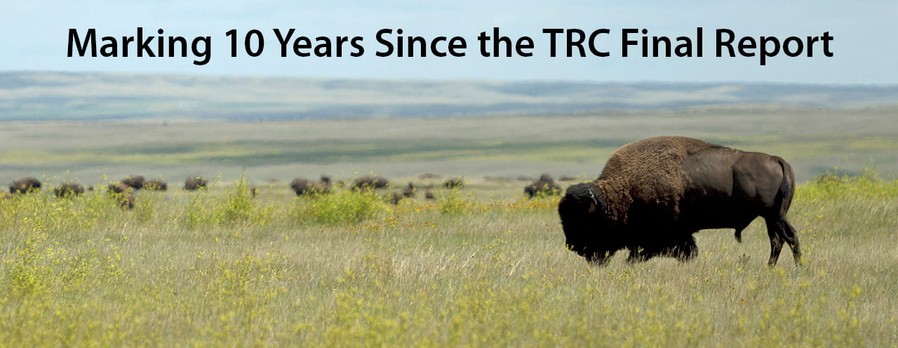 A herd of buffalo eat grass on the Saskatchewan plains underneath a blue sky dotted with clouds. One buffalo stands proudly in the foreground of the shot. At the top of the photo, it reads: "Marking 10 Years Since the TRC Final Report". 