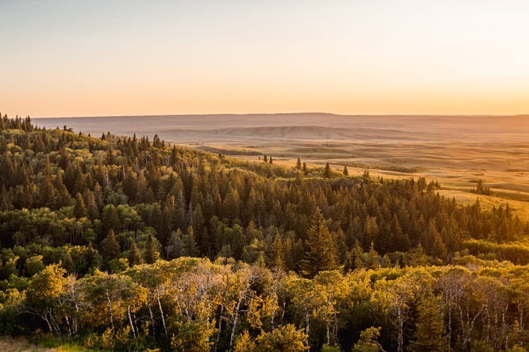 Picture of gently sloped valley at sunset, with trees in foreground and rolling golden hills in the distance.