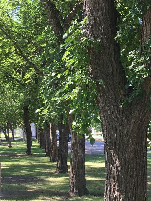 Elm Tree Pruning Can Begin In September News and Media Government
