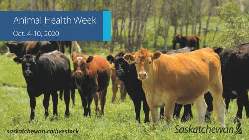 Animal Health Week Proclaimed In Saskatchewan | News and Media | Government  of Saskatchewan
