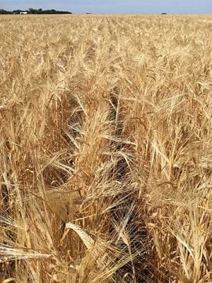 Crop Report Barley
