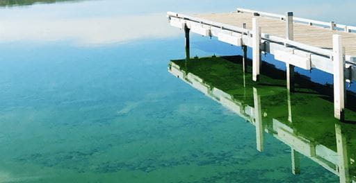Blue-green algae on a lake