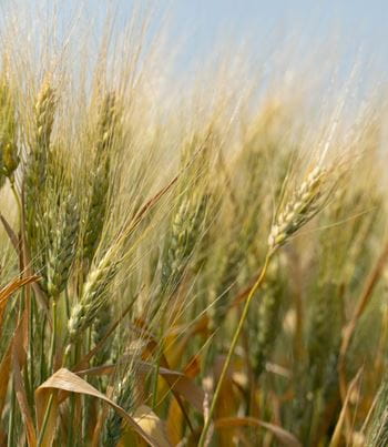 Wheat - Crop Report