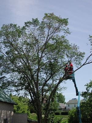 Lumsden Tree Removal