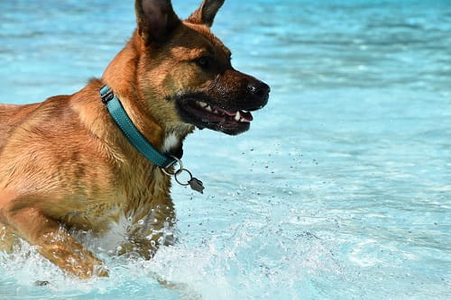 A dog with a blue collar swimming in a public pool
