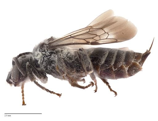 Saskatchewan scientists rediscover bee species last seen in 1955 |  News and media