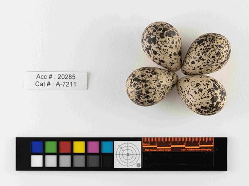 Royal Saskatchewan Museum Launches New Online Bird Egg Database | News and Media