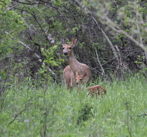 Deer and fawn in high grass and trees