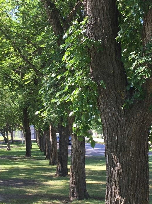 a row of elm trees in a park